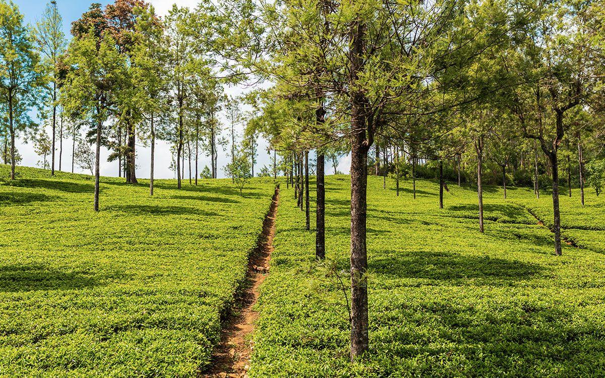 Tea plantation to visit in Hanthana