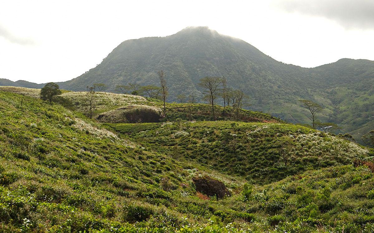 Knuckles Mountain Range