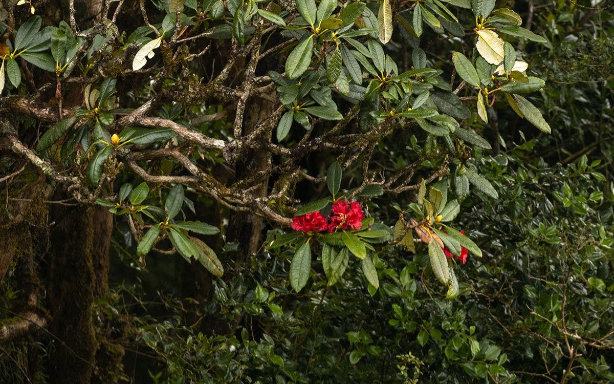 mysteries-of-horton-plains