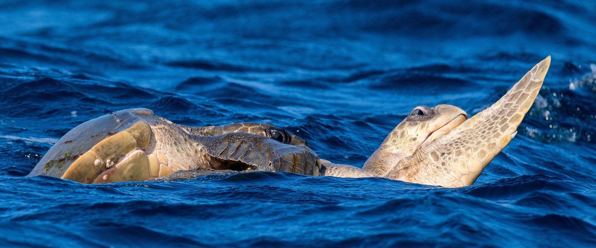 Sea Turtles that visit Sri Lanka