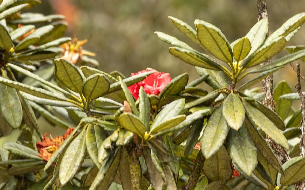 mysteries-of-horton-plains