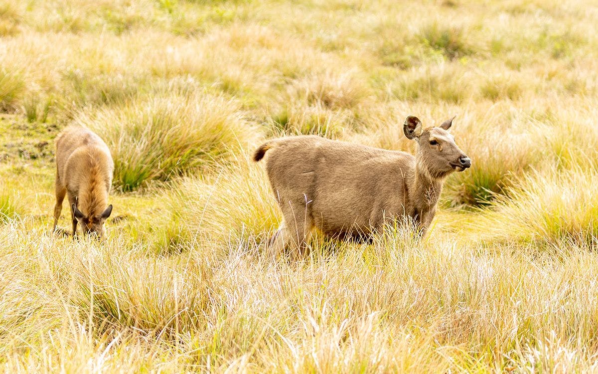 mysteries-of-horton-plains