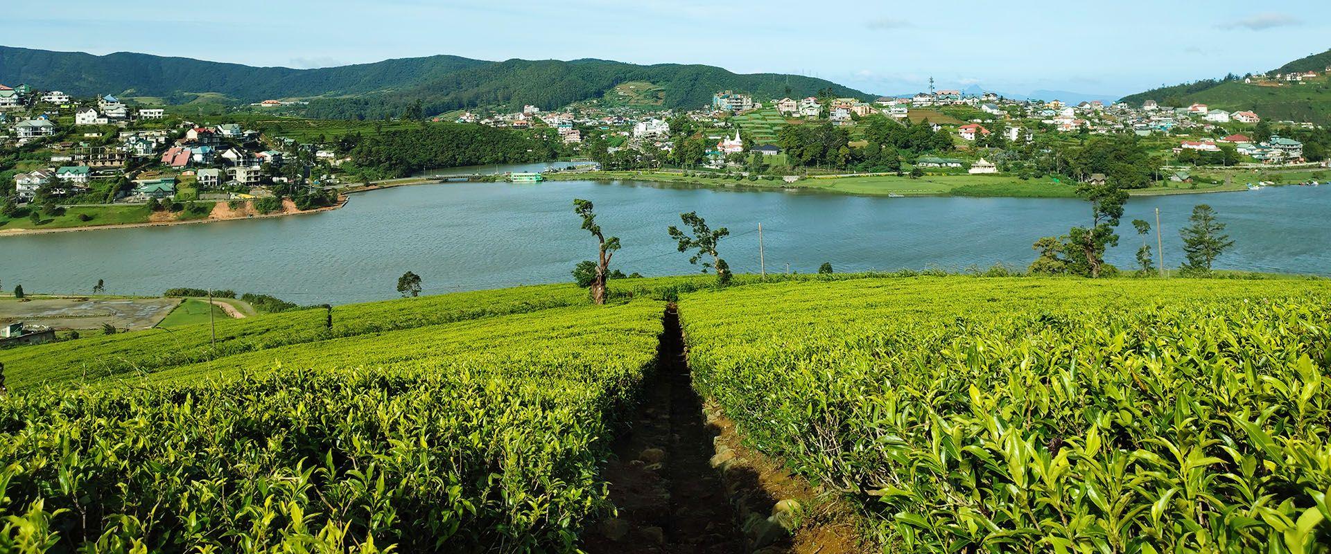 Explore Nuwara Eliya and Best Places to Visit at Nuwara Eliya