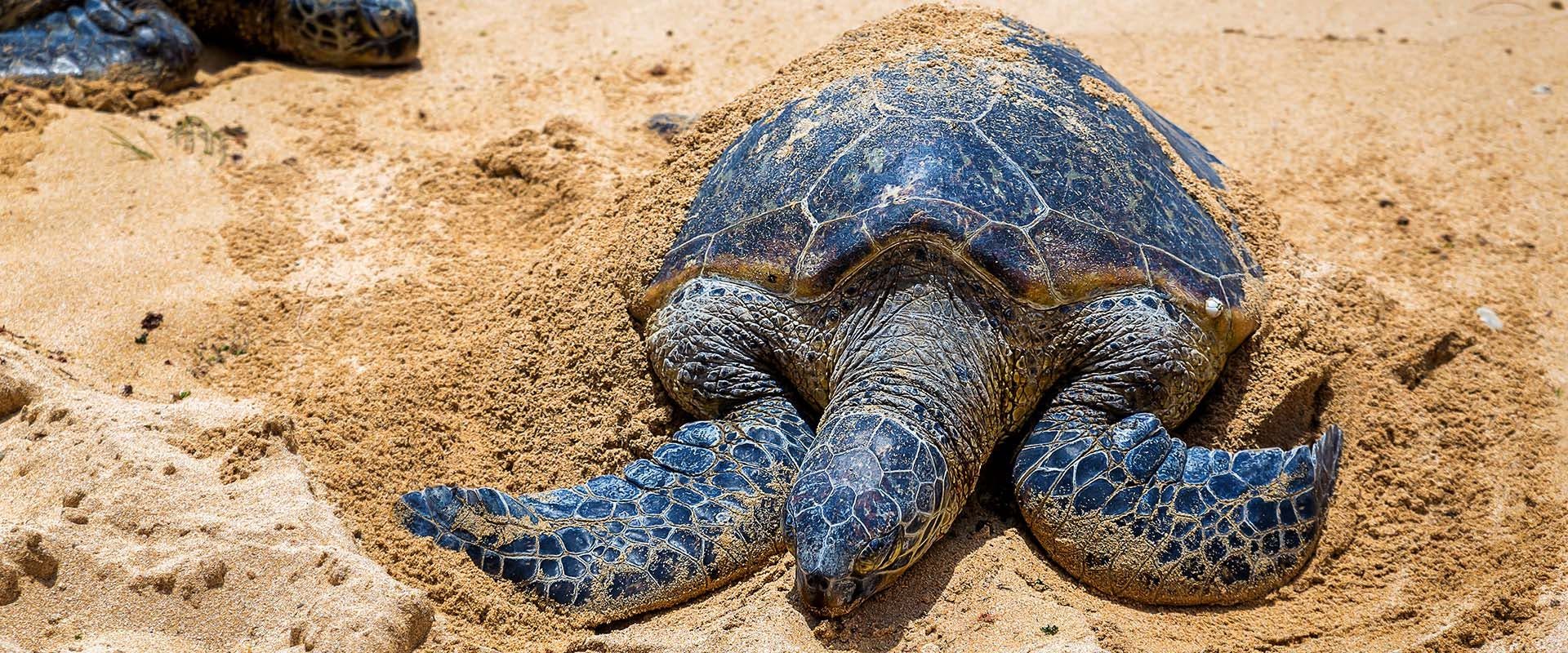 Sea Turtles that visit Sri Lanka