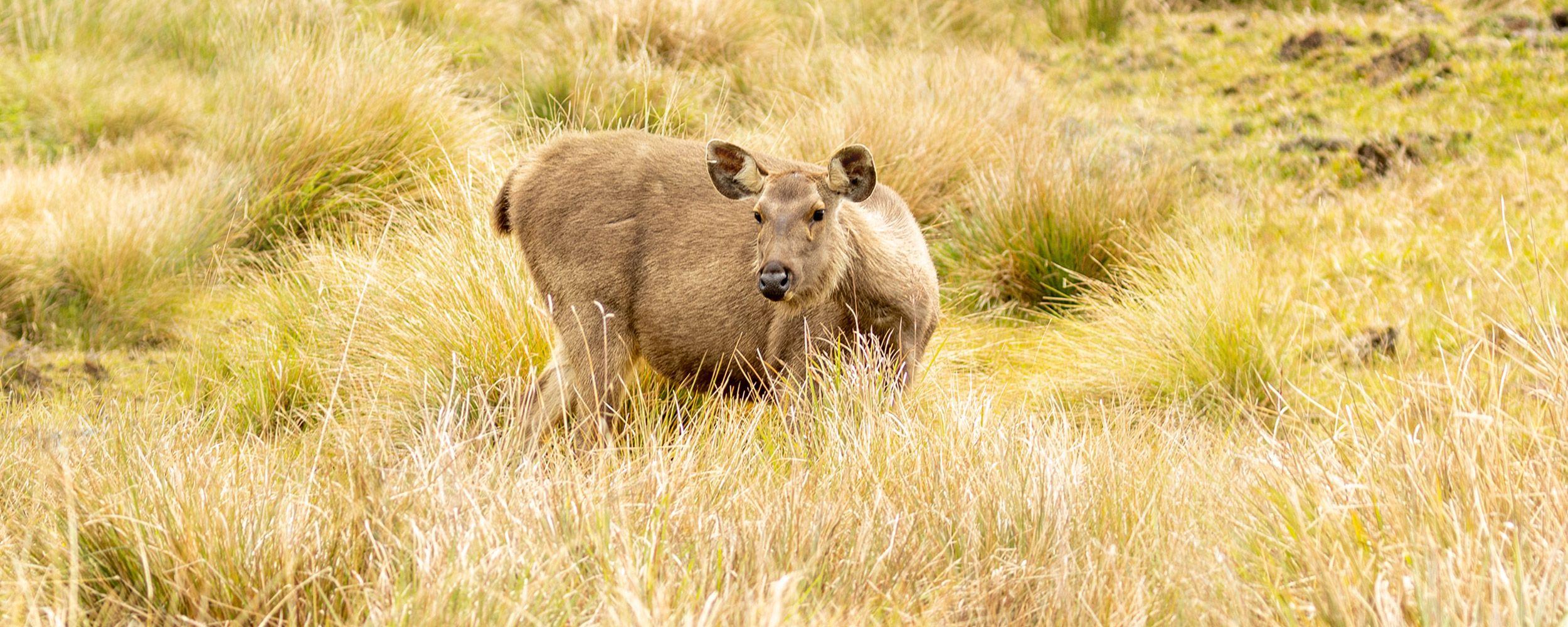 mysteries-of-horton-plains