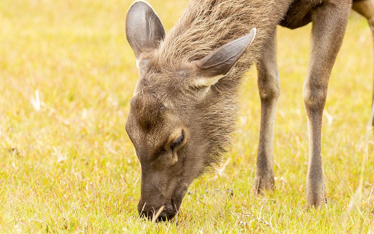 mysteries-of-horton-plains