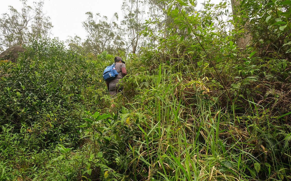 The trails through the island’s mountains