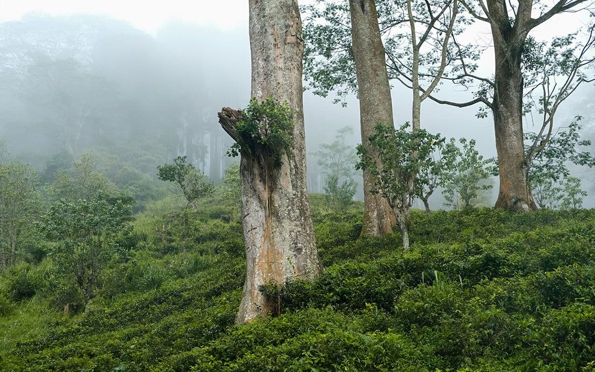 The trail of Indiana Jones